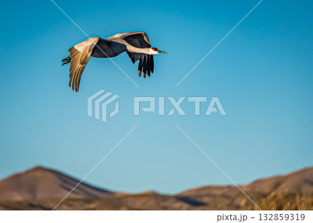 Crane in flight against a blue sky Crane in flight against a blue sky 132859319