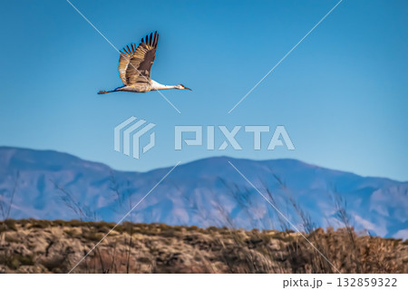 Crane in flight against mountain backdrop 132859322