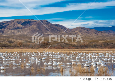 Flock of swans in tranquil wetland landscape 132859330