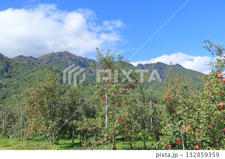 秋の安曇野　北アルプス山麓のリンゴ園 132859359