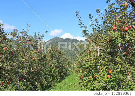 秋の安曇野　北アルプス山麓のリンゴ園 132859365