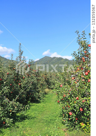 秋の安曇野　北アルプス山麓のリンゴ園 132859367