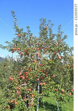 秋の安曇野　北アルプス山麓のリンゴ園 132859377