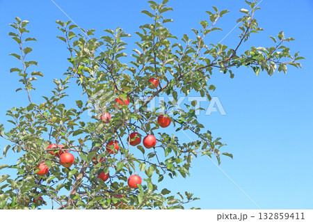 (赤く色づいた収穫前のリンゴ 132859411