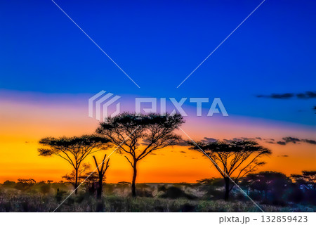 Acacia Trees Silhouetted at Sunset in African Savanna Acacia Trees Silhouetted at Sunset in African Savanna 132859423