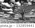 Baobab Tree in Dramatic Black and White Landscape 132859441