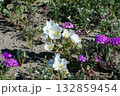 Wildflowers in Sandy Desert Landscape 132859454