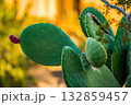 Prickly Pear Cactus with Red Fruit in Desert 132859457