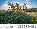 Desert Cacti and Wildflowers at Sunset 132859461