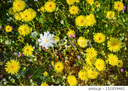 Yellow Dandelions with a Unique White Flower Yellow Dandelions with a Unique White Flower 132859462