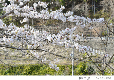 桜 132859468