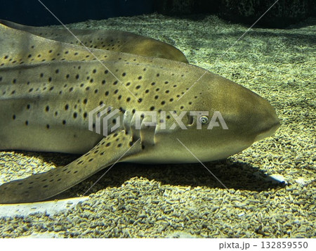 水槽の中で泳ぐサメ 132859550