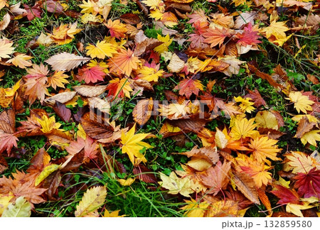 紅葉した落ち葉 紅葉した落ち葉 132859580