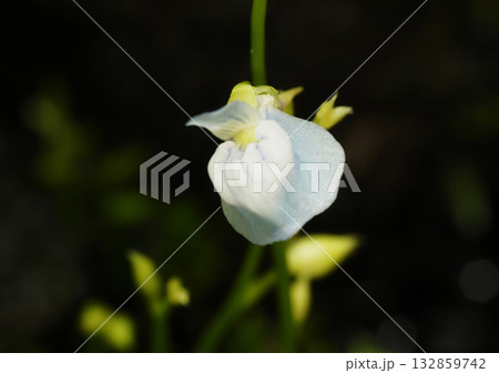 ウォーターローンの花 132859742