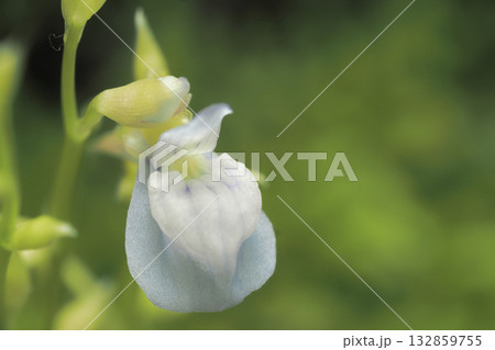 ウォーターローンの花 132859755