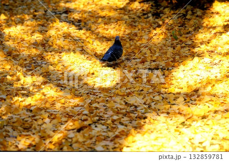 ポジフィルムで撮影した銀杏の葉と鳩 ポジフィルムで撮影した銀杏の葉と鳩 132859781