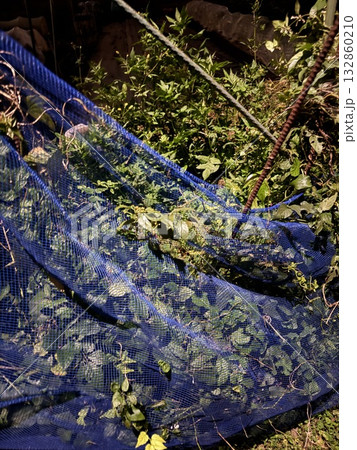 畑の動物除けネット 132860210