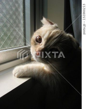 窓辺で黄昏る子猫 窓辺で黄昏る子猫 132860213