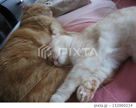 寝相が悪い添い寝する猫たち 寝相が悪い添い寝する猫たち 132860214