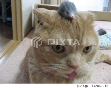 頭の上に鼠のおもちゃを乗せる猫 頭の上に鼠のおもちゃを乗せる猫 132860216