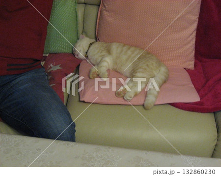 伸びきって寝る子猫 伸びきって寝る子猫 132860230