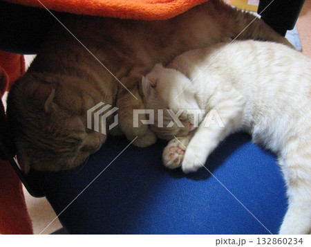 添い寝する猫 添い寝する猫 132860234