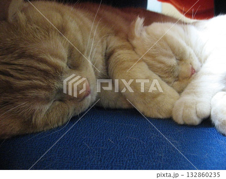 仲良しの猫の睡眠 132860235