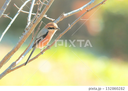 モズ(オス) モズ(オス) 132860282