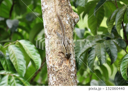 Squirrel on a tree in the rainforest of Thailand Squirrel on a tree in the rainforest of Thailand 132860440