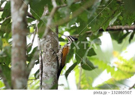 Great Spotted Woodpecker (Picus rufescens) 132860507