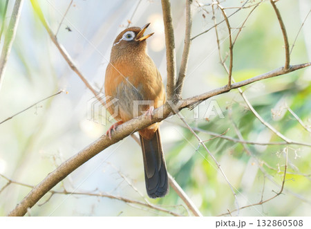 ガビチョウ 132860508