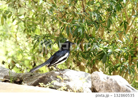 Magpie (Copsychus saularis) perched on a rock Magpie (Copsychus saularis) perched on a rock 132860535