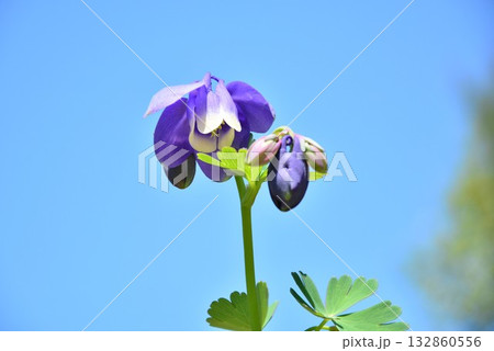 オダマキの花 オダマキの花 132860556