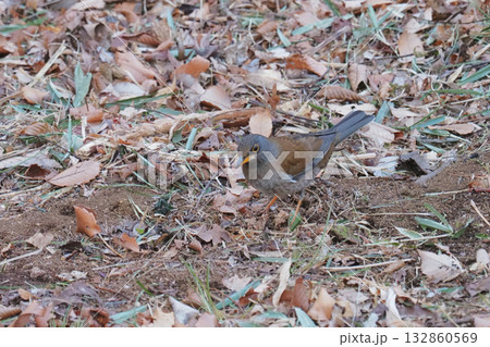 シロハラ 132860569