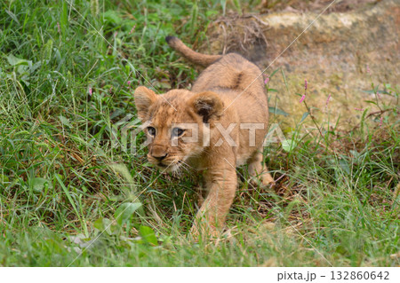 歩くライオンの子 132860642