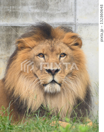 座る百獣の王のライオンの正面 座る百獣の王のライオンの正面 132860648