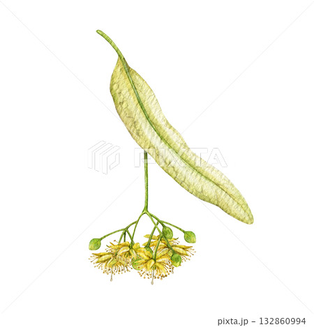 Lime tree blooming flowers watercolor vintage style illustration. Linden tree blossoms close up botanical element isolated on white background. Natural wildflower honey ingredient Lime tree blooming flowers watercolor vintage style illustration. Linden tree blossoms close up botanical element isolated on white background. Natural wildflower honey ingredient 132860994