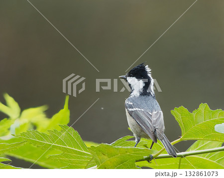 枝に止まるヒガラ 132861073