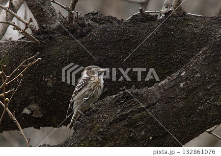 木の枝に止まるコゲラ 132861076