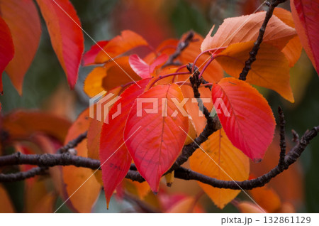 信濃川・やすらぎ堤の桜の紅葉 信濃川・やすらぎ堤の桜の紅葉 132861129