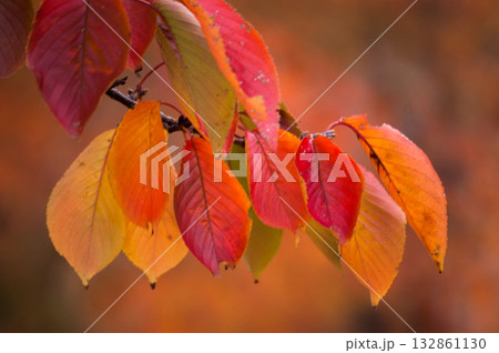 信濃川・やすらぎ堤の桜の紅葉 信濃川・やすらぎ堤の桜の紅葉 132861130