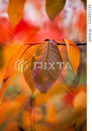 信濃川・やすらぎ堤の桜の紅葉 信濃川・やすらぎ堤の桜の紅葉 132861132