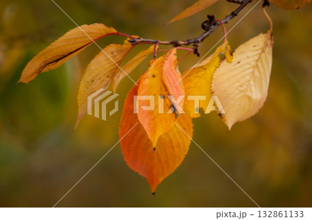 信濃川・やすらぎ堤の桜の紅葉 信濃川・やすらぎ堤の桜の紅葉 132861133