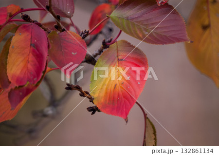 信濃川・やすらぎ堤の桜の紅葉 信濃川・やすらぎ堤の桜の紅葉 132861134