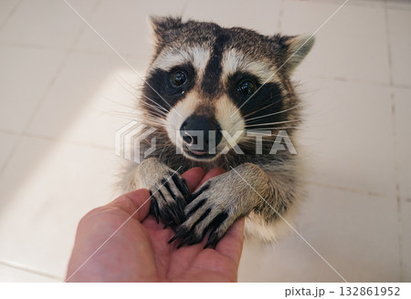 Raccoon standing, holding human hand, staring intently at the camera Raccoon standing, holding human hand, staring intently at the camera 132861952