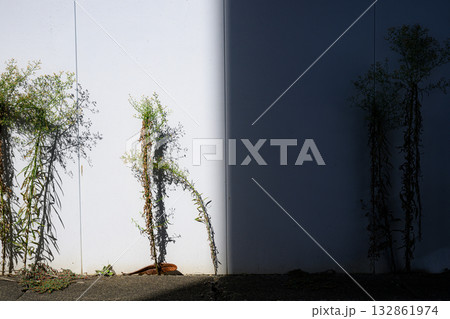 白と影の境界に立つ雑草とそのシルエット 132861974