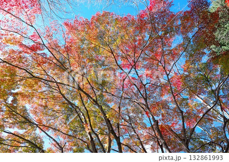 仙台市青葉区西公園南側付近の紅葉 仙台市青葉区西公園南側付近の紅葉 132861993