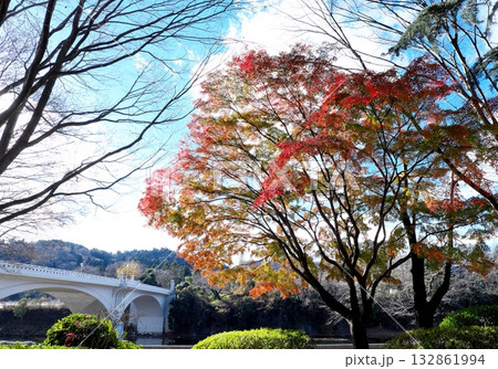 広瀬川に架かる大橋を背景にした紅葉 広瀬川に架かる大橋を背景にした紅葉 132861994