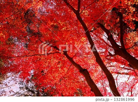 仙台市青葉区西公園南側付近の紅葉 仙台市青葉区西公園南側付近の紅葉 132861996