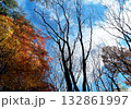 仙台市青葉区西公園南側付近の紅葉と枯木立 132861997